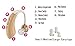 Easyuslife EZ-220 Full Digital Hearing Amplifier
