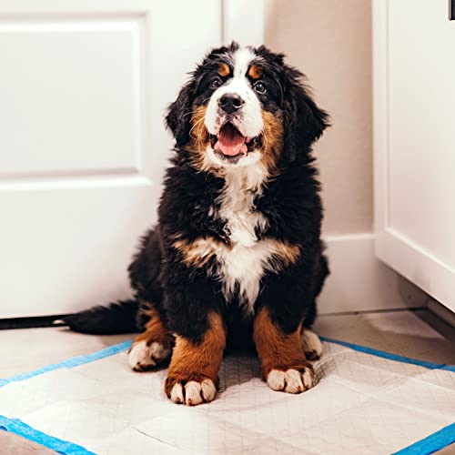 Four Paws Wee-Wee Superior Performance Unscented Pee Pads for Dogs & Puppies, Quilted Leak-Proof Dog Housebreaking Potty Training Floor Protection, 22" x 23", 200 Count
