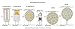 CBconcept - 10 Bulbs - 12V 5 Watts, AC/DC JC T3 G4 Bi-Pin 5W Halogen Light Bulb, Accent Lighting, Chandelier, Puck Light, Microwave, Range, RV, Landscape Lighting - Designed in CA