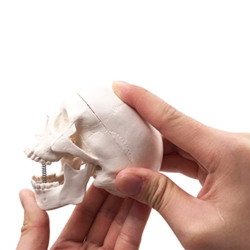 6 Mini+Skull+Model+Anatomical+Education