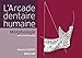 L'Arcade dentaire humaine : Morphologie by