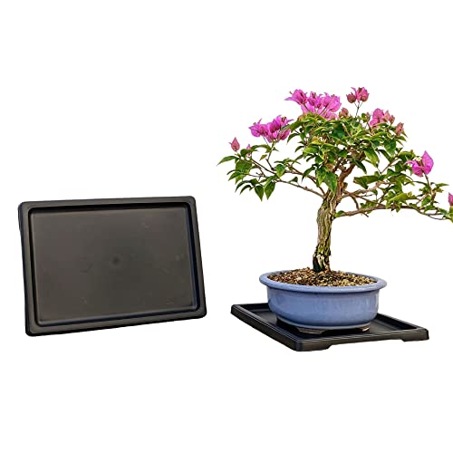 Tinyroots Bonsai Humidity Tray, 9Inch Drip Tray, Maintains Moisture