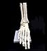 Human Foot Skeleton Model on Base, Foot Bone Skeletal,Life Size, for Science Classroom Study Display Teaching Medical Learning Resources