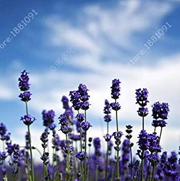 Amazon Co Jp 在来種ラベンダーアングスティフォリア花の種子の100個 袋輸入プロヴァンスラベンダーの種子は ホーム ガーデン4用の鉢植え ホーム キッチン