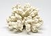 White Resin Sea Coral Piece | 3.5
