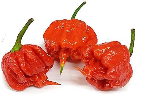 Germination Seeds ONLY NOT Plants: 200 ?? Reaper Seed Red Hot Chilli Pepper Rare Viable Seeds Extreme Hot