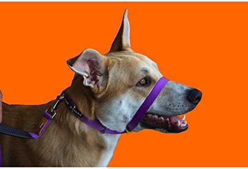 Canny Anti-Pull Dog Collar (Size 1) (Purple)