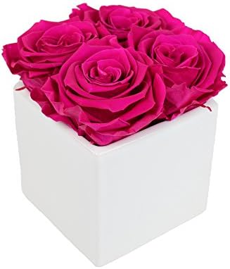 Luxe Bloom Home Collection 4 Fresh Cut Preserved Sangria Pink Roses in 3" White Ceramic Cube Vase Lasts 60 days