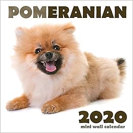 mini pomeranian price