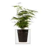 Boskke Cube Small Planter, Clear