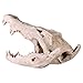 Design Toscano Crocodile Skull Artifact Statue