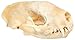 Innoverse Real Bone Coyote Raccoon Muskrat Mink Skunk Skull Taxidermy Bone (All 5 Skulls Combo)