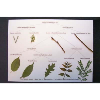 Buy Dichotomous Leaf Key Display Online At Low Prices In India Amazon In