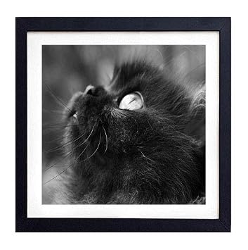 Amazon Com Glitzfas Prints Framed Wall Art Kitten Face Fluffy