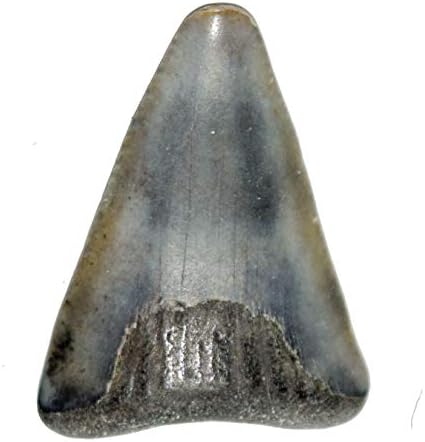 Real Megalodon Complete Tooth Approx Size 40mm 1 1/2" in Display Case