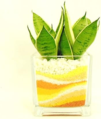 Amazon サンセベリア シルバーハニー ハイドロカルチャー 黄オレンジ 観葉植物 オンライン通販