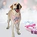 JOYLOADER Dog Birthday Bandana Girl - Dog Birthday Party Supplies - Birthday Girl Dog Bandana - Ideal Birthday Gift Idea for Pet
