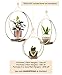 Modern Boho Hanging Planter - Macrame Plant Hanger for Indoor Plants Succulents or Air Plant Holder - Hang from Wall Or Ceiling - Minimalist Plant Shelf - Brass Wood Shelves - Flower Pot NOT Included