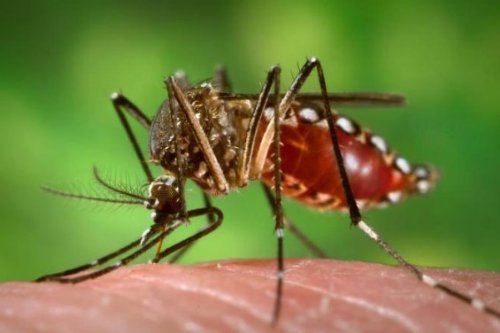 Peticare Insekten Spray Mit ICARIDIN F uuml r Hunde Pferde Schutz
