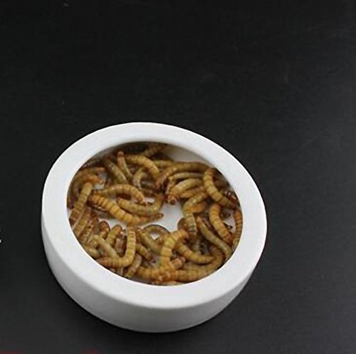 3 OMEM+Worm+Dish+Reptile+Ceramics