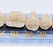 Oral Dentistry 168 Pcs Dental Complete Acrylic Resin Denture False Teeth for Halloween Horror Teeth 6 Sets Synthetic Resin Teeth Denture (1 Box)