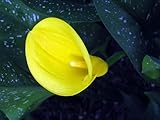 Best Gold' Calla Lily Bulb - Yellow Blooms