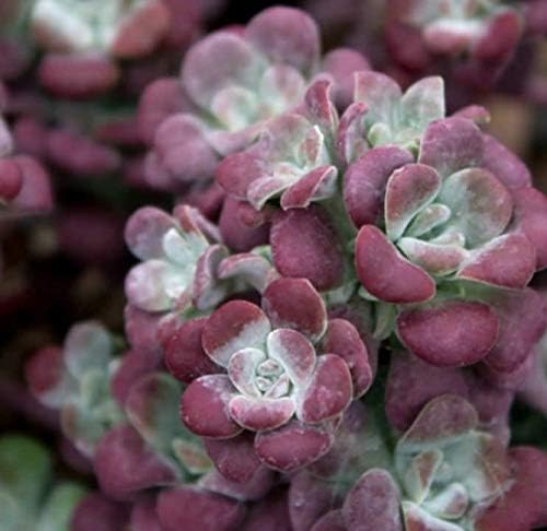 Sedum Spathulifolium 'Purpureum' Perennial Alpine Plug Plants Pack x6