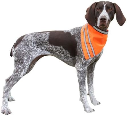orange dog bandana