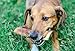 K9 Connoisseur Beef Marrow Rib Dog Bones Long Lasting 8 to 10 Inch Long - USA Made Single Ingredient for Medium Dogs Upto 50 Pounds - 8 Pack
