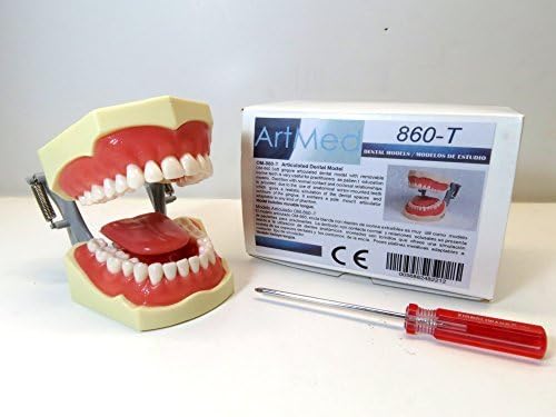 Dental Typodont Anatomy Teaching Universal Plate With Tongue ARTMED Model 860 by ARTMED
