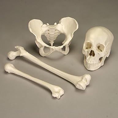 Amazon.com: Comparative Human Bone Set 2, Female: Industrial & Scientific