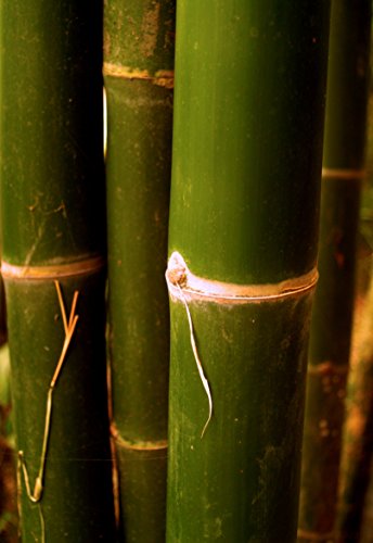 Buy 2 inch bamboo poles 6 foot-bundle of 5 Online at desertcartUAE