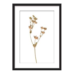 Framed Wall Art - Dried Plant Specimen - Giclee Printed Art in Black Picture Frames White Matting - 23x31 inches