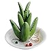 HOME SMILE Ceramic Aloe Tropical Ring Holder Dish for Jewelry, Engagement Wedding Ring Organizer Trinket Trays