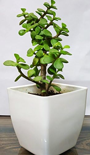 Urban Gardens Good Luck Jade Plant (Feng Shui Plant) with pot