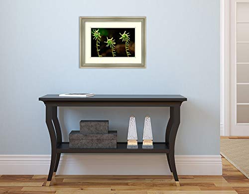 Framed Wall Art Print Deer Fern fiddleheads Pacific Coast North America by Gerry Ellis 17.75 x 13.75