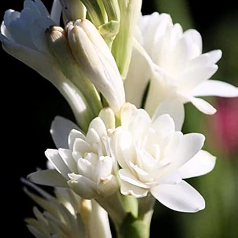 Amazon チューベローズ 月下香 夜来香 イエライシャン チューベローズ球根 イエライシャン球根 夜に強い芳香を放つ 18 球根 花