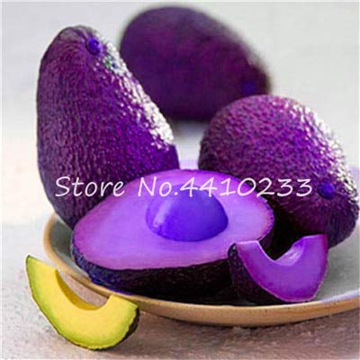 Bloom Green Co. VentaÂ 5 Piezas de bonsÃ¡i, Aguacate, Dulce, Dulce ...