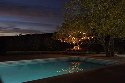 6 Starbucks+Extravagant+Gift+Succulent+Delectable