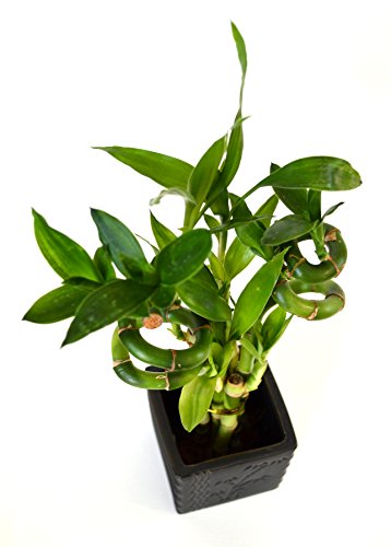 9GreenBox - Lucky Bamboo - Spiral Style with Diamond Ceramic Vase