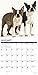 Just Boston Terriers 2020 Wall Calendar (Dog Breed Calendar)