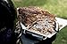 Weber Barbeque Bear Claw Lifters/Shredders