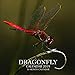 Dragonfly Calendar 2019: 16 Month Calendar by