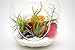 Bliss Gardens Air Plant Terrarium Kit with 6
