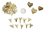 goldnuggetminer Fossilized Shark Tooth Collection - Includes 40+ Teeth!