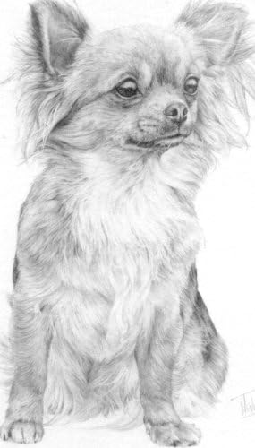 Amazon Com Long Haired Chihuahua Dog Mike Sibley Portrait