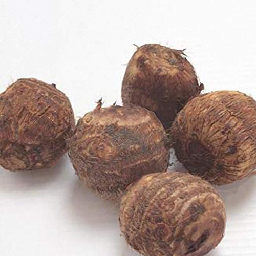 5pcs/Bag Lotus Root Seeds Chinese Vegetable Lotus Root Seeds Aquatic Vegetable Plants Seeds