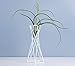 INFILM Tabletop Metal Big Air Plant Holders, Big Streptophylla Air Plant Stands Air Plant Racks Potted Plant Tillandsia Standsthumb 1