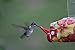 EZNectar Disposable Hummingbird Feeders with Nectar, 4 Pack 44 Fl Oz Total