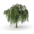 Dwarf Weeping Willow Tree Cutting - Burning Bush Weeping Willow - Unique and Small Indoor/Outdoor Tree Shrub Plant - Excellent Bonsai Tree - Ships Bare Root, No Pot or Soil